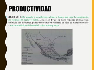 PRODUCTIVIDAD
 (Boffil, 2010) De acuerdo a los diferentes climas y floras, que tiene la composición
de recursos de néctar y polen, México se divide en cinco regiones apícolas bien
definidas con diferentes grados de desarrollo y variedad de tipos de mieles en cuanto
a sus características de humedad, color, aroma y sabor.
 