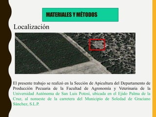 Localización
El presente trabajo se realizó en la Sección de Apicultura del Departamento de
Producción Pecuaria de la Facultad de Agronomía y Veterinaria de la
Universidad Autónoma de San Luis Potosí, ubicada en el Ejido Palma de la
Cruz, al noroeste de la carretera del Municipio de Soledad de Graciano
Sánchez, S.L.P.
MATERIALES YMÉTODOS
 