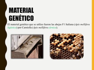 MATERIAL
GENÉTICO
El material genético que se utilizo fueron las abejas F1 Italiana (Apis mellifera
ligústica) por Carniolla (Apis mellifera cárnica).
 