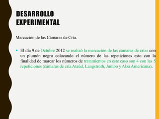 DESARROLLO
EXPERIMENTAL
Marcación de las Cámaras de Cría.
 El día 9 de Octubre 2012 se realizó la marcación de las cámaras de crías con
un plumón negro colocando el número de las repeticiones esto con la
finalidad de marcar los números de tratamientos en este caso son 4 con las 5
repeticiones (cámaras de críaAtaúd, Langstroth, Jumbo yAlzaAmericana).
 