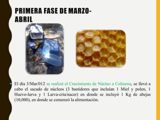 PRIMERA FASE DE MARZO-
ABRIL
 El día 3/Mar/012 se realizó el Crecimiento de Núcleo a Colmena, se llevó a
cabo el sacado de núcleos (3 bastidores que incluían 1 Miel y polen, 1
Huevo-larva y 1 Larva-cría/nacer) en donde se incluyó 1 Kg de abejas
(10,000), en donde se comenzó la alimentación.
 