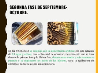 SEGUNDA FASE DE SEPTIEMBRE-
OCTUBRE.
El día 4/Sep./2012 se continúa con la alimentación artificial con una relación
de 2:1 agua y azúcar, con la finalidad de observar el crecimiento que se tuvo
durante la primera fase y la última fase, durante estas cuatro y seis semanas se
pesaron y se registraron los pesos de los núcleos, hasta la realización de
colmenas, donde se coloco un alza melaría.
 