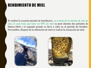 RENDIMIENTO DE MIEL
Se realizó la cosecha (pesado de bastidores) , se extraía de la cámara de cría un
alza, la cual tenía que tener un 90% de miel se pesó durante dos periodos de
Marzo-Abril y el segundo pesado se llevó a cabo en el periodo de Octubre-
Noviembre, después de la obtención de miel se realizó la extracción de miel.
 
