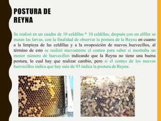 POSTURA DE
REYNA
Se realizó en un cuadro de 10 celdillas * 10 celdillas, después con un alfiler se
matan las larvas, con la finalidad de observar la postura de la Reyna en cuanto
a la limpieza de las celdillas y a la ovoposición de nuevos huevecillos, al
término de esto se realizó nuevamente el conteo para saber si mostraba un
menor número de huevecillos indicando que la Reyna no tiene una buena
postura, lo cual hay que realizar cambio, pero si el conteo de los nuevos
huevecillos indica que hay más de 93 indica la postura de Reyna.
 