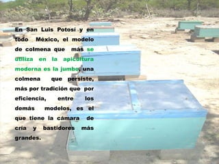 En San Luis Potosí y en
todo México, el modelo
de colmena que más se
utiliza en la apicultura
moderna es la jumbo, una
colmena que persiste,
más por tradición que por
eficiencia, entre los
demás modelos, es el
que tiene la cámara de
cría y bastidores más
grandes.
 