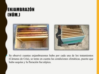 ENJAMBRAZÓN
(NÚM.)
 Se observó cuantas enjambrazones hubo por cada una de los tratamientos
(Cámaras de Cría), se tomo en cuenta las condiciones climáticas, puesto que
hubo sequías y la floración fue atípica.
 