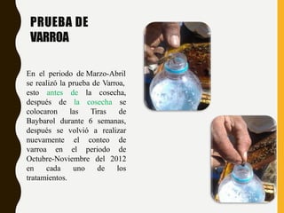 PRUEBA DE
VARROA
En el periodo de Marzo-Abril
se realizó la prueba de Varroa,
esto antes la cosecha,
después de
colocaron
de
la cosecha se
las Tiras de
Baybarol durante 6 semanas,
después se volvió a realizar
nuevamente
varroa en
el conteo de
el periodo de
Octubre-Noviembre
en cada uno
del 2012
de los
tratamientos.
 