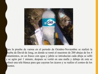 Para la prueba de varroa en el periodo de Octubre-Noviembre se realizó la
prueba de David de Jong, en donde se tomó el muestreo de 200 abejas de los 4
tratamientos, en un frasco con agua y jabón se introducían cada abeja se selló
y se agito por 1 minuto, después se vertió en una malla y debajo de esta se
colocó una tela blanca para que cayeran los ácaros y se realizo el conteo de los
mismos.
 