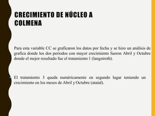 CRECIMIENTO DE NÚCLEO A
COLMENA
Para esta variable CC se graficaron los datos por fecha y se hizo un análisis de
grafica donde los dos periodos con mayor crecimiento fueron Abril y Octubre
donde el mejor resultado fue el tratamiento 1 (langstroth).
 El tratamiento 3 queda numéricamente en segundo lugar teniendo un
crecimiento en los meses de Abril y Octubre (ataúd).
 