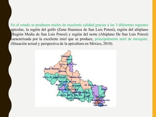 En el estado se producen mieles de excelente calidad gracias a las 3 diferentes regiones
apícolas, la región del golfo (Zona Huasteca de San Luis Potosí), región del altiplano
(Región Media de San Luis Potosí) y región del norte (Altiplano De San Luis Potosí)
caracterizada por la excelente miel que se produce, principalmente miel de mezquite.
(Situación actual y perspectiva de la apicultura en México, 2010).
 