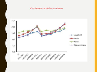 Crecimiento de núcleo a colmena
 