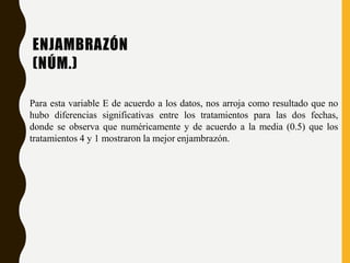 ENJAMBRAZÓN
(NÚM.)
Para esta variable E de acuerdo a los datos, nos arroja como resultado que no
hubo diferencias significativas entre los tratamientos para las dos fechas,
donde se observa que numéricamente y de acuerdo a la media (0.5) que los
tratamientos 4 y 1 mostraron la mejor enjambrazón.
 