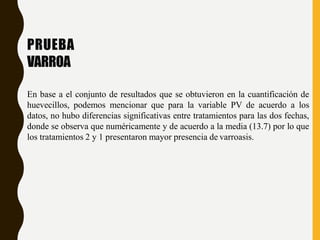 PRUEBA
VARROA
En base a el conjunto de resultados que se obtuvieron en la cuantificación de
huevecillos, podemos mencionar que para la variable PV de acuerdo a los
datos, no hubo diferencias significativas entre tratamientos para las dos fechas,
donde se observa que numéricamente y de acuerdo a la media (13.7) por lo que
los tratamientos 2 y 1 presentaron mayor presencia de varroasis.
 
