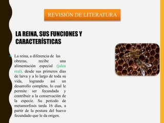 LA REINA, SUS FUNCIONES Y
CARACTERÍSTICAS
 La reina, a diferencia de las
obreras,
alimentación
recibe
especial
una
(jalea
real), desde sus primeros días
de larva y a lo largo de toda su
vida, logrando así un
desarrollo completo, lo cual le
permite ser fecundada y
contribuir a la conservación de
la especie. Su periodo de
metamorfosis tarda 16 días, a
partir de la postura del huevo
fecundado que le da origen.
 