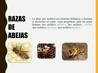 RAZAS
DE
ABEJAS
 La abeja Apis mellífera por presiones biológicas y humanas
se diversificó en varias razas geográficas, entre las cuales
destacan Apis mellifera mellifera, Apis mellifera cárnica,
Apis mellifera caucasica, Apis mellifera ligústica.
 