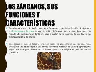 LOS ZÁNGANOS, SUS
FUNCIONES Y
CARACTERÍSTICAS Los zánganos son el individuo macho de la colonia, cuya única función biológica es
la de fecundar a la reina, ya que no está dotado para realizar otras funciones. Su
periodo de metamorfosis tarda 24 días a partir de la postura de un huevo no
fecundado que le da origen.
 Los zánganos pueden tener 3 orígenes según su progenitora: ya sea una reina
fecundada, una reina virgen o una obrera ponedora, variando su calidad reproductiva
según sea el origen, siendo los de menor aptitud los originados por una obrera
ponedora.
 