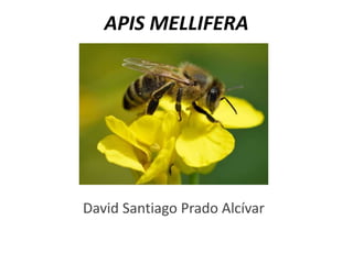 APIS MELLIFERA
David Santiago Prado Alcívar
 