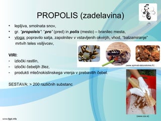 PROPOLIS (zadelavina)
• lepljiva, smolnata snov,
• gr. “propoleis”: “pro” (pred) in polis (mesto) – branilec mesta,
• vloga: popravilo satja, zapolnitev v vstavljenih okvirjih, vhod, “balzamiranje”
mrtvih teles vsiljivcev,
VIRI:
- izločki rastlin,
- izločki čebeljih žlez,
- produkti mlečnokislinskega vrenja v prebavilih čebel.
SESTAVA: > 200 različnih substanc
(www.apimab-laboratoires.fr)
(www.czs.si)
 