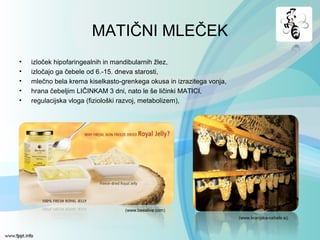 MATIČNI MLEČEK
• izloček hipofaringealnih in mandibularnih žlez,
• izločajo ga čebele od 6.-15. dneva starosti,
• mlečno bela krema kiselkasto-grenkega okusa in izrazitega vonja,
• hrana čebeljim LIČINKAM 3 dni, nato le še ličinki MATICI,
• regulacijska vloga (fiziološki razvoj, metabolizem),
(www.kranjska-cebela.si)
(www.beealive.com)
 