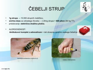 ČEBELJI STRUP
• 1g strupa → 10.000 strupnih mešičkov,
• smrtna doza za odraslega človeka → 2,8mg strupa = 600 pikov (60 kg TT),
• pridobivanje: električna dražilna plošča.
• ALERGOGENOST:
Antišokovni komplet z adrenalinom = del obvezne opreme vsakega čebelnjaka.
(ljubiteljskocebelarstvo.mojforum.si)
(visita.si: iStockphoto)
 