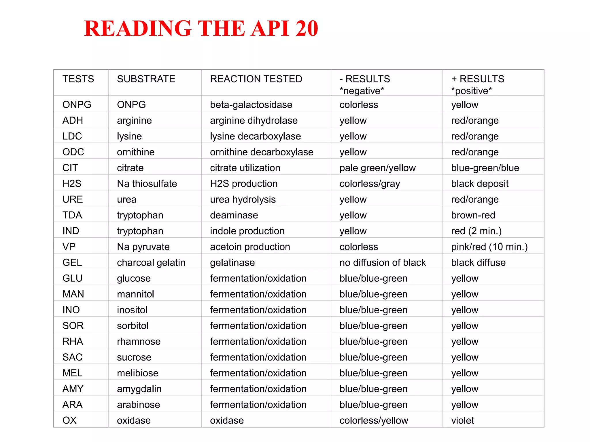 READING THE API 20 
TESTS 
SUBSTRATE 
REACTION TESTED 
- RESULTS *negative* 
+ RESULTS *positive* 
ONPG 
ONPG 
beta-galactosidase 
colorless 
yellow 
ADH 
arginine 
arginine dihydrolase 
yellow 
red/orange 
LDC 
lysine 
lysine decarboxylase 
yellow 
red/orange 
ODC 
ornithine 
ornithine decarboxylase 
yellow 
red/orange 
CIT 
citrate 
citrate utilization 
pale green/yellow 
blue-green/blue 
H2S 
Na thiosulfate 
H2S production 
colorless/gray 
black deposit 
URE 
urea 
urea hydrolysis 
yellow 
red/orange 
TDA 
tryptophan 
deaminase 
yellow 
brown-red 
IND 
tryptophan 
indole production 
yellow 
red (2 min.) 
VP 
Na pyruvate 
acetoin production 
colorless 
pink/red (10 min.) 
GEL 
charcoal gelatin 
gelatinase 
no diffusion of black 
black diffuse 
GLU 
glucose 
fermentation/oxidation 
blue/blue-green 
yellow 
MAN 
mannitol 
fermentation/oxidation 
blue/blue-green 
yellow 
INO 
inositol 
fermentation/oxidation 
blue/blue-green 
yellow 
SOR 
sorbitol 
fermentation/oxidation 
blue/blue-green 
yellow 
RHA 
rhamnose 
fermentation/oxidation 
blue/blue-green 
yellow 
SAC 
sucrose 
fermentation/oxidation 
blue/blue-green 
yellow 
MEL 
melibiose 
fermentation/oxidation 
blue/blue-green 
yellow 
AMY 
amygdalin 
fermentation/oxidation 
blue/blue-green 
yellow 
ARA 
arabinose 
fermentation/oxidation 
blue/blue-green 
yellow 
OX 
oxidase 
oxidase 
colorless/yellow 
violet  