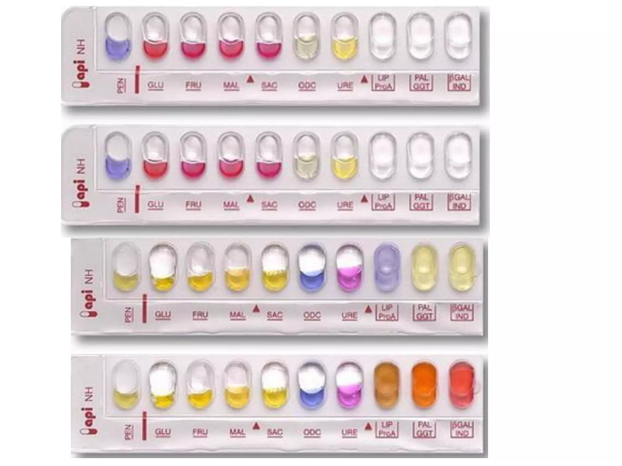 Api test.........بكتريا عملي 