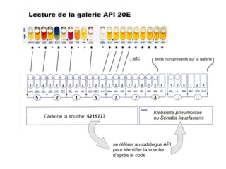 Api test.........بكتريا عملي | PDF