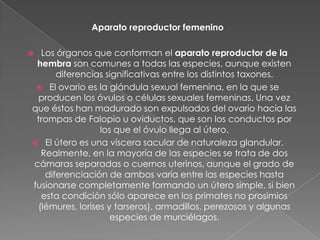 Aparato reproductor femenino

 Los órganos que conforman el aparato reproductor de la
 hembra son comunes a todas las especies, aunque existen
      diferencias significativas entre los distintos taxones.
  El ovario es la glándula sexual femenina, en la que se
  producen los óvulos o células sexuales femeninas. Una vez
que éstos han madurado son expulsados del ovario hacia las
 trompas de Falopio u oviductos, que son los conductos por
                 los que el óvulo llega al útero.
 El útero es una víscera sacular de naturaleza glandular.
  Realmente, en la mayoría de las especies se trata de dos
cámaras separadas o cuernos uterinos, aunque el grado de
   diferenciación de ambos varía entre las especies hasta
fusionarse completamente formando un útero simple, si bien
  esta condición sólo aparece en los primates no prosimios
 (lémures, lorises y tarseros), armadillos, perezosos y algunas
                    especies de murciélagos.
 