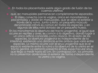   En todos los placentados existe algún grado de fusión de los
                              cuernos uterinos
  que, en marsupiales permanecen completamente separados.
     El útero conecta con la vagina, única en monotremas y
    placentados y doble en marsupiales, que se abre al exterior a
         través de la vulva. Junto a ésta, un pequeño músculo
       denominado clítoris es común en todas las especies, y en
          algunas de ellas está dotado de un pequeño hueso.
 En los monotremas la abertura del tracto urogenital, al igual que
  ocurre en reptiles y aves, es común a la digestiva, dando lugar a
      un único orificio conocido como cloaca. En el resto de las
        especies, la abertura urogenital es independiente de la
   intestinal, existiendo una distancia entre ambas que varía entre
      especies. Lo mismo ocurre con el sinus urogenital que es el
    espacio existente entre la vulva y la abertura de la uretra en el
    tracto genital. La elefanta presenta el más espectacular sinus,
    que llega a medir hasta 60 cm. En contraposición, los primates
   no lo presentan abriéndose al exterior de forma independiente
                           la uretra y la vagina.
 