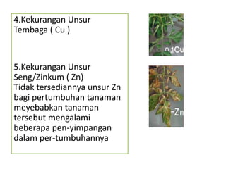4.Kekurangan Unsur
Tembaga ( Cu )
5.Kekurangan Unsur
Seng/Zinkum ( Zn)
Tidak tersediannya unsur Zn
bagi pertumbuhan tanaman
meyebabkan tanaman
tersebut mengalami
beberapa pen-yimpangan
dalam per-tumbuhannya
 