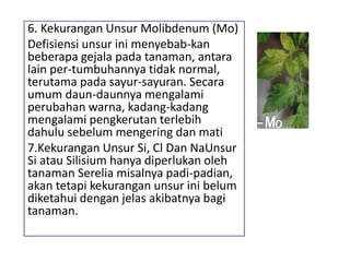 6. Kekurangan Unsur Molibdenum (Mo)
Defisiensi unsur ini menyebab-kan
beberapa gejala pada tanaman, antara
lain per-tumbuhannya tidak normal,
terutama pada sayur-sayuran. Secara
umum daun-daunnya mengalami
perubahan warna, kadang-kadang
mengalami pengkerutan terlebih
dahulu sebelum mengering dan mati
7.Kekurangan Unsur Si, Cl Dan NaUnsur
Si atau Silisium hanya diperlukan oleh
tanaman Serelia misalnya padi-padian,
akan tetapi kekurangan unsur ini belum
diketahui dengan jelas akibatnya bagi
tanaman.
 