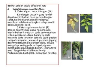 Berikut adalah gejala difesiansi hara
A. GejalaKekuranganUnsurHaraMakro
1. Kekurangan Unsur Nitrogen ( N )
Kandungan unsur N yang rendah
dapat menimbulkan daun penuh dengan
serat, hal ini dikarenakan menebalnya
membran sel daun sedangkan selnya sendiri
berukuran kecil-kecil.
2.Kekurangan unsur fosfor (P)
Karena itu defisiensi unsur hara ini akan
menimbulkan hambatan pada pertumbuhan
sistem perakaran, daun, batang seperti
misalnya pada tanaman serealia (padi-padian,
rumput-rumputan, jewawut, gandum, jagung)
daunnya berwarna hijau tua/ keabu-abuan,
mengkilap, sering pula terdapat pigmen
merah pada daun bagian bawah, selanjutnya
mati. Tangkai daun kelihatan lancip.
Pertumbuhan buah jelek, merugikan hasil biji.
 