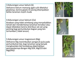 3.Kekurangan unsur kalium (k)
Defisiensi Kalium memang agak sulit diketahui
gejalanya, karena gejala ini jarang ditampakkan
ketika tanaman masih muda
4.Kekurangan unsur kalsium (Ca)
Keadaan yang tidak seimbang yang menyebabkan
lemah dan menderitanya tanaman tersebut atau
dapat dikatakan karena distribusi zat-zat yang
penting bagi pertumbuhan bagian yang lain
terhambat ( tidak lancar)
5.Kekurangan unsur magnesium (Mg)
Defisiensi Mg menimbulkan pengaruh pula pada
pertumbuhan biji, bagi tanaman yang banyak
menghasilakn biji hendaknya diperhatikan
pemupukannya dengan Mg SO4, MgCO3 dan
Mg(OH)2
 