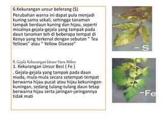 6.Kekurangan unsur belerang (S)
Perubahan warna ini dapat pula menjadi
kuning sama sekali, sehingga tanaman
tampak berdaun kuning dan hijau, seperti
misalnya gejala-gejala yang tampak pada
daun tanaman teh di beberapa tempat di
Kenya yang terkenal dengan sebutan ” Tea
Yellows” atau ” Yellow Disease”
B. Gejala Kekurangan Unsur Hara Mikro
1. Kekurangan Unsur Besi ( Fe )
. Gejala-gejala yang tampak pada daun
muda, mula-mula secara setempat-tempat
berwarna hijau pucat atau hijau kekuningan-
kuningan, sedang tulang-tulang daun tetap
berwarna hijau serta jaringan-jaringannya
tidak mati
 
