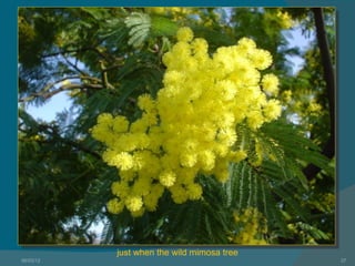 just when the wild mimosa tree
06/03/12                                    37
 