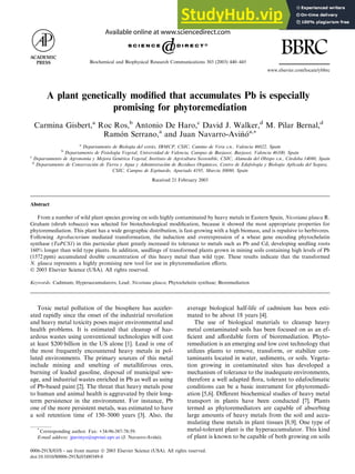A plant genetically modified that accumulates Pb is especially
promising for phytoremediation
Carmina Gisbert,a
Roc Ros,b
Antonio De Haro,c
David J. Walker,d
M. Pilar Bernal,d
Ram
o
on Serrano,a
and Juan Navarro-Avi~
n
n
o
oa,*
a
Departamento de Biolog
ı
ıa del estr
e
es, IBMCP, CSIC, Camino de Vera s.n., Valencia 46022, Spain
b
Departamento de Fisiolog
ı
ıa Vegetal, Universidad de Valencia, Campus de Burjasot, Burjasot, Valencia 46100, Spain
c
Departamento de Agronom
ı
ıa y Mejora Gen
e
etica Vegetal, Instituto de Agricultura Sostenible, CSIC, Alameda del Obispo s.n., C
o
ordoba 14080, Spain
d
Departamento de Conservaci
o
on de Tierra y Agua y Administraci
o
on de Residuos Org
a
anicos, Centro de Edafolog
ı
ıa y Biolog
ı
ıa Aplicada del Segura,
CSIC, Campus de Espinardo, Apartado 4195, Murcia 30080, Spain
Received 21 February 2003
Abstract
From a number of wild plant species growing on soils highly contaminated by heavy metals in Eastern Spain, Nicotiana glauca R.
Graham (shrub tobacco) was selected for biotechnological modification, because it showed the most appropriate properties for
phytoremediation. This plant has a wide geographic distribution, is fast-growing with a high biomass, and is repulsive to herbivores.
Following Agrobacterium mediated transformation, the induction and overexpression of a wheat gene encoding phytochelatin
synthase (TaPCS1) in this particular plant greatly increased its tolerance to metals such as Pb and Cd, developing seedling roots
160% longer than wild type plants. In addition, seedlings of transformed plants grown in mining soils containing high levels of Pb
(1572 ppm) accumulated double concentration of this heavy metal than wild type. These results indicate that the transformed
N. glauca represents a highly promising new tool for use in phytoremediation efforts.
Ó 2003 Elsevier Science (USA). All rights reserved.
Keywords: Cadmium; Hyperaccumulators; Lead; Nicotiana glauca; Phytochelatin synthase; Bioremediation
Toxic metal pollution of the biosphere has acceler-
ated rapidly since the onset of the industrial revolution
and heavy metal toxicity poses major environmental and
health problems. It is estimated that cleanup of haz-
ardous wastes using conventional technologies will cost
at least $200 billion in the US alone [1]. Lead is one of
the most frequently encountered heavy metals in pol-
luted environments. The primary sources of this metal
include mining and smelting of metalliferous ores,
burning of leaded gasoline, disposal of municipal sew-
age, and industrial wastes enriched in Pb as well as using
of Pb-based paint [2]. The threat that heavy metals pose
to human and animal health is aggravated by their long-
term persistence in the environment. For instance, Pb
one of the more persistent metals, was estimated to have
a soil retention time of 150–5000 years [3]. Also, the
average biological half-life of cadmium has been esti-
mated to be about 18 years [4].
The use of biological materials to cleanup heavy
metal contaminated soils has been focused on as an ef-
ficient and affordable form of bioremediation. Phyto-
remediation is an emerging and low cost technology that
utilizes plants to remove, transform, or stabilize con-
taminants located in water, sediments, or soils. Vegeta-
tion growing in contaminated sites has developed a
mechanism of tolerance to the inadequate environments,
therefore a well adapted flora, tolerant to edafoclimatic
conditions can be a basic instrument for phytoremedi-
ation [5,6]. Different biochemical studies of heavy metal
transport in plants have been conducted [7]. Plants
termed as phytoremediators are capable of absorbing
large amounts of heavy metals from the soil and accu-
mulating these metals in plant tissues [8,9]. One type of
metal-tolerant plant is the hyperaccumulator. This kind
of plant is known to be capable of both growing on soils
Biochemical and Biophysical Research Communications 303 (2003) 440–445
www.elsevier.com/locate/ybbrc
BBRC
*
Corresponding author. Fax: +34-96-387-78-59.
E-mail address: jpavinyo@upvnet.upv.es (J. Navarro-Avi~
n
n
o
o).
0006-291X/03/$ - see front matter Ó 2003 Elsevier Science (USA). All rights reserved.
doi:10.1016/S0006-291X(03)00349-8
 