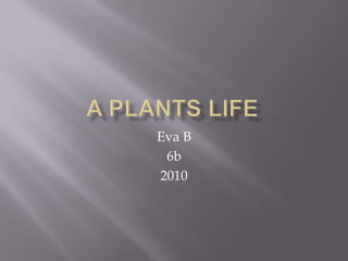 A Plants Life Eva B 6b  2010 