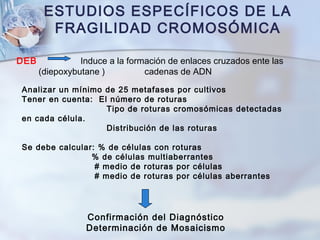 ESTUDIOS ESPECÍFICOS DE LA
FRAGILIDAD CROMOSÓMICA
DEB Induce a la formación de enlaces cruzados ente las
(diepoxybutane ) cadenas de ADN
Analizar un mínimo de 25 metafases por cultivos
Tener en cuenta: El número de roturas
Tipo de roturas cromosómicas detectadas
en cada célula.
Distribución de las roturas
Se debe calcular: % de células con roturas
% de células multiaberrantes
# medio de roturas por células
# medio de roturas por células aberrantes
Confirmación del Diagnóstico
Determinación de Mosaicismo
 
