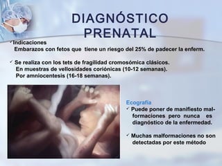 DIAGNÓSTICO
PRENATALIndicaciones
Embarazos con fetos que tiene un riesgo del 25% de padecer la enferm.
 Se realiza con los tets de fragilidad cromosómica clásicos.
En muestras de vellosidades coriónicas (10-12 semanas).
Por amniocentesis (16-18 semanas).
Ecografía
 Puede poner de manifiesto mal-
formaciones pero nunca es
diagnóstico de la enfermedad.
 Muchas malformaciones no son
detectadas por este método
 