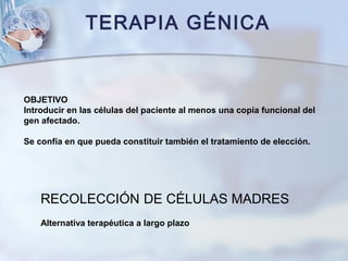 TERAPIA GÉNICA
OBJETIVO
Introducir en las células del paciente al menos una copia funcional del
gen afectado.
Se confía en que pueda constituir también el tratamiento de elección.
RECOLECCIÓN DE CÉLULAS MADRES
Alternativa terapéutica a largo plazo
 