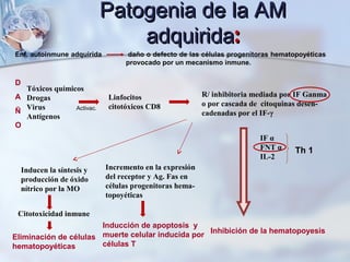 Enf. autoinmune adquirida daño o defecto de las células progenitoras hematopoyéticas
provocado por un mecanismo inmune.
Tóxicos químicos
Drogas
Virus
Antígenos
Linfocitos
citotóxicos CD8
R/ inhibitoria mediada por IF Ganma
o por cascada de citoquinas desen-
cadenadas por el IF-γ
Inhibición de la hematopoyesis
IF α
FNT α
IL-2
Incremento en la expresión
del receptor y Ag. Fas en
células progenitoras hema-
topoyéticas
Inducción de apoptosis y
muerte celular inducida por
células T
Inducen la síntesis y
producción de óxido
nítrico por la MO
Citotoxicidad inmune
Eliminación de células
hematopoyéticas
D
A
Ñ
O
Activac.
Th 1
Patogenia de la AMPatogenia de la AM
adquiridaadquirida::
 