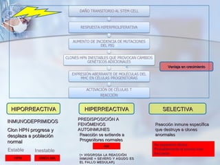 HIPORREACTIVAHIPORREACTIVA HIPERREACTIVAHIPERREACTIVA SELECTIVASELECTIVA
INMUNODEPRIMIDOSINMUNODEPRIMIDOS
Clon HPN progresa yClon HPN progresa y
desplaza a poblacióndesplaza a población
normalnormal
HPN
PREDISPOSICIÓN APREDISPOSICIÓN A
FENÓMENOSFENÓMENOS
AUTOINMUNESAUTOINMUNES
Reacción se extiende aReacción se extiende a
Progenitores normalesProgenitores normales
AM
Reacción inmune específicaReacción inmune específica
que destruye a clonesque destruye a clones
anormalesanormales
No expresión clínica
Probablemente el evento más
frecuente
SMD/LMA
Estable Inestable
(+ VIGOROSA LA REACCIÓN(+ VIGOROSA LA REACCIÓN
INMUNE + SEVERO Y AGUDO ESINMUNE + SEVERO Y AGUDO ES
EL FALLO MEDULAR)EL FALLO MEDULAR)
Ventaja en crecimientoVentaja en crecimiento
 
