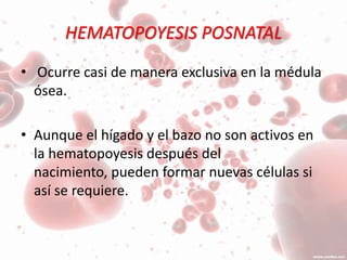 HEMATOPOYESIS POSNATAL
• Ocurre casi de manera exclusiva en la médula
ósea.
• Aunque el hígado y el bazo no son activos en
la hematopoyesis después del
nacimiento, pueden formar nuevas células si
así se requiere.
 