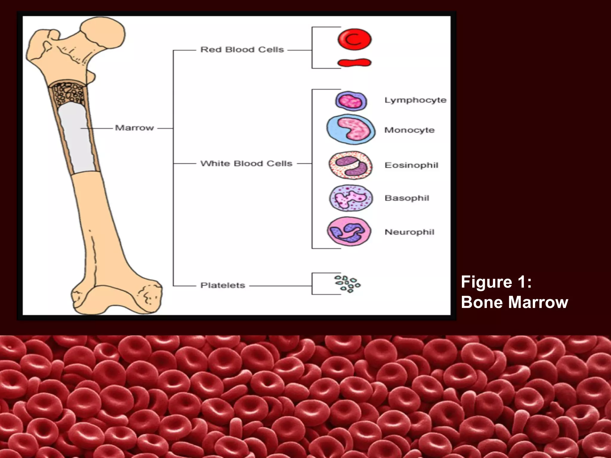 Figure 1:
Bone Marrow
 
