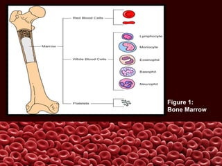 Figure 1:
Bone Marrow
 