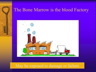 The Bone Marrow is the blood Factory
May be exposed to damage or failure
 