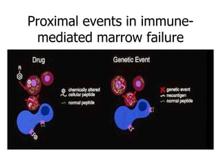 Proximal events in immune-
 mediated marrow failure
 