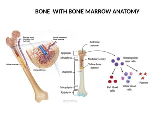 BONE WITH BONE MARROW ANATOMY
 