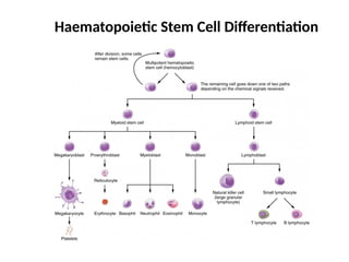 Haematopoietic Stem Cell Differentiation
 