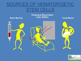 Bone Marrow
Peripheral Blood Stem
Cells (PBSC) Cord Blood
SOURCES OF HEMATOPOIETIC
STEM CELLS
NKM / AIIMS
 